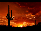 https://image.noelshack.com/fichiers/2014/05/1391279705-saguaro-sunset.jpg