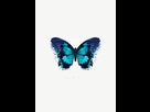 https://image.noelshack.com/fichiers/2014/06/1391547083-butterfly-1.jpg