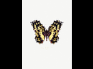 https://image.noelshack.com/fichiers/2014/06/1391547132-butterfly-2.jpg