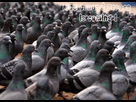 https://image.noelshack.com/fichiers/2014/06/1391617975-pigeons2.jpg