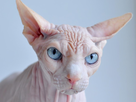 https://www.noelshack.com/2014-06-1391820118-sphynx-cat-with-blue-eyes.jpg