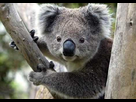 https://www.noelshack.com/2014-07-1391987165-koala2.jpg