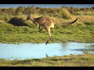 https://www.noelshack.com/2014-07-1391987280-flying-kangaroo.jpg