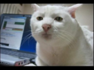 https://image.noelshack.com/fichiers/2014/07/1392141852-chat.png