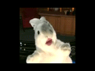 https://image.noelshack.com/fichiers/2014/08/1392633657-96522643-ptitlapindesbois.gif