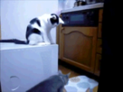 https://image.noelshack.com/fichiers/2014/09/1393283466-tmnq.gif