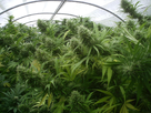 https://image.noelshack.com/fichiers/2014/09/1393427090-big-bud-cannabis-serre.jpeg