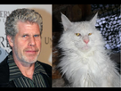 https://image.noelshack.com/fichiers/2014/09/1393519530-cat-perlman.jpg