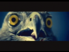 https://image.noelshack.com/fichiers/2014/09/1393734214-aigle-choque.gif