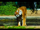 https://image.noelshack.com/fichiers/2014/09/1393753597-tigre.jpg