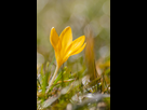 https://image.noelshack.com/fichiers/2014/10/1394301713-crocus-11h.jpg