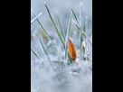 https://image.noelshack.com/fichiers/2014/10/1394301728-crocus-7h.jpg