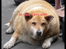 https://image.noelshack.com/fichiers/2014/11/1394498723-jvais.jpg