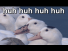https://image.noelshack.com/fichiers/2014/11/1394563399-qo2okhl.gif
