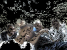 https://image.noelshack.com/fichiers/2014/11/1394627137-1336599948252.gif
