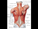 https://image.noelshack.com/fichiers/2014/11/1394647042-muscles-dos1-120-ff.jpg