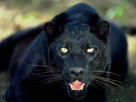 https://image.noelshack.com/fichiers/2014/11/1394999757-panthere-noire.jpg