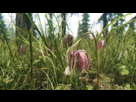 https://image.noelshack.com/fichiers/2014/12/1395131729-tesv-2014-03-18-09-14-47-06.jpg