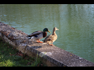 https://image.noelshack.com/fichiers/2014/12/1395356929-canard.jpg