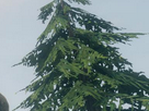 https://image.noelshack.com/fichiers/2014/13/1395951432-arkesya10.png