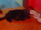 https://image.noelshack.com/fichiers/2014/13/1396119191-android-image-03-29-2014.jpg