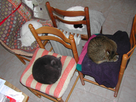 https://image.noelshack.com/fichiers/2014/14/1396444778-chats-et-radiateur.jpg