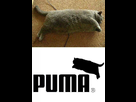 https://image.noelshack.com/fichiers/2014/15/1396888395-fat-puma.jpg