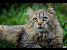 https://image.noelshack.com/fichiers/2014/15/1397292892-img-6611-modifier-modifier.jpg