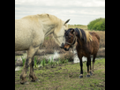 https://image.noelshack.com/fichiers/2014/15/1397411388-chevaux.jpg