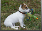 https://image.noelshack.com/fichiers/2014/16/1397897661-chien-caluc.jpg