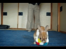 https://image.noelshack.com/fichiers/2014/16/1397930517-3c0r7dh.gif