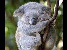 https://image.noelshack.com/minis/2014/17/1398125689-australie13-koala-in-tree.png