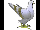 https://image.noelshack.com/fichiers/2014/19/1399423460-oiseaux-pigeons-00002.gif