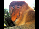 https://www.noelshack.com/2014-19-1399494501-290px-portrait-of-a-proboscis-monkey.jpg