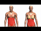 https://image.noelshack.com/fichiers/2014/20/1399924592-abdominaux.jpg