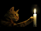https://image.noelshack.com/fichiers/2014/20/1400302011-chat-bougie.jpg