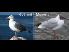 https://image.noelshack.com/fichiers/2014/21/1400797570-goeland2.png