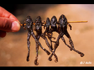 https://image.noelshack.com/fichiers/2014/22/1401313005-brochette-de-grenouilles-vietnam.jpg