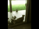 https://image.noelshack.com/fichiers/2014/22/1401403847-cat-opens-sliding-glass-door.gif