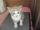 https://image.noelshack.com/fichiers/2014/22/1401647092-chaton.png