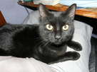 https://image.noelshack.com/fichiers/2014/23/1402174769-minou.jpg
