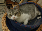 https://image.noelshack.com/fichiers/2014/23/1402175723-mon-chat-1.jpg