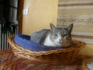 https://image.noelshack.com/fichiers/2014/23/1402175830-grisou.jpg