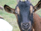 https://image.noelshack.com/fichiers/2014/24/1402457516-chevre-jpg-400-115.jpg