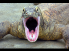 https://image.noelshack.com/fichiers/2014/24/1402765398-komodo-dragon-003.jpg
