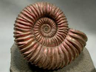 https://image.noelshack.com/fichiers/2014/24/1402770037-ammonite-3.jpg