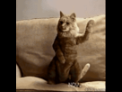 https://image.noelshack.com/fichiers/2014/26/1403554693-1403147828-u8qvmsz.gif