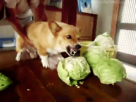 https://image.noelshack.com/fichiers/2014/26/1403712180-1401754154479.gif