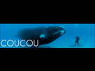 https://image.noelshack.com/fichiers/2014/27/1404124543-baleine-bleue.jpg