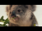 https://image.noelshack.com/fichiers/2014/29/1405523560-koala-wink.gif
